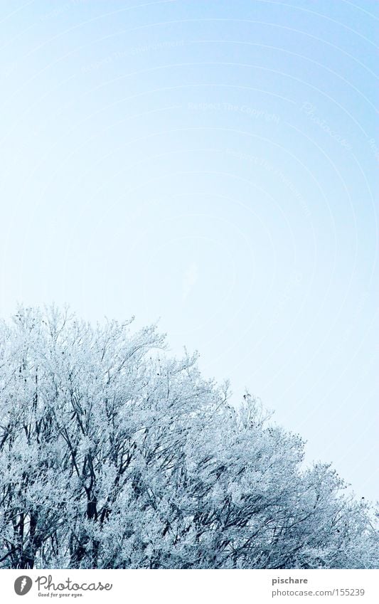 Winterzauber die 2. Schnee Himmel Eis Frost Baum kalt blau Raureif pischare Farbfoto
