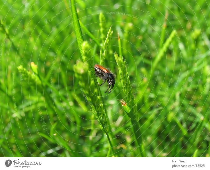Bug Gras Halm Schiffsbug Käfer Detailaufnahme Makroaufnahme