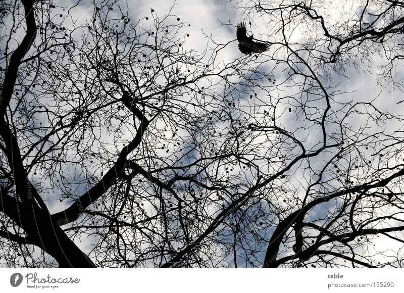 FREI SEIN Laubbaum Vogel Freiheit Ast Zweig Himmel Wolken Winter Rabenvögel Freude Platane ahornblättrige Platane Platanengewächse Parkbaum Strassenbaum fliegen