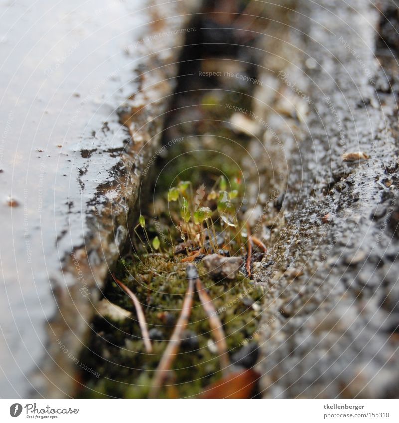 Mit dem Kopf durch den Boden und durchgehalten Pflanze Regen nass Makroaufnahme Jungpflanze Überleben Wachstum einrichten Einsamkeit fein verwundbar ausgesetzt