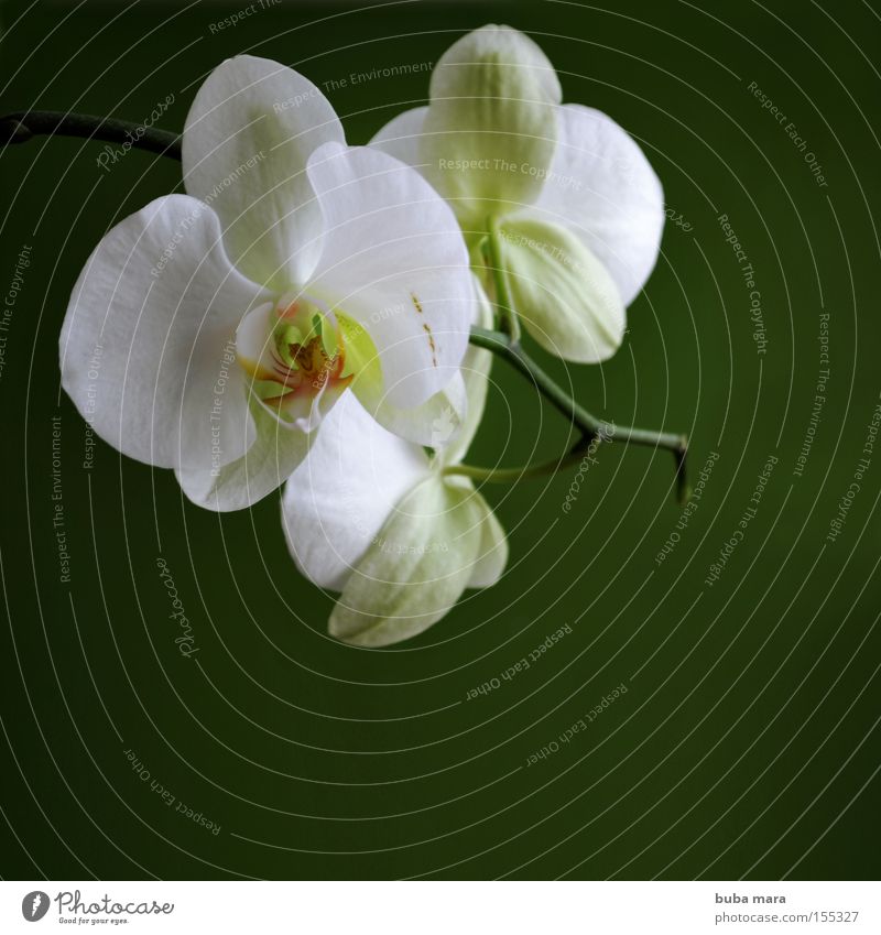 weiss in grün Orchidee Blume Pflanze Natur Wachstum Schatten Kontrast Blüte exotisch Stengel Umwelt