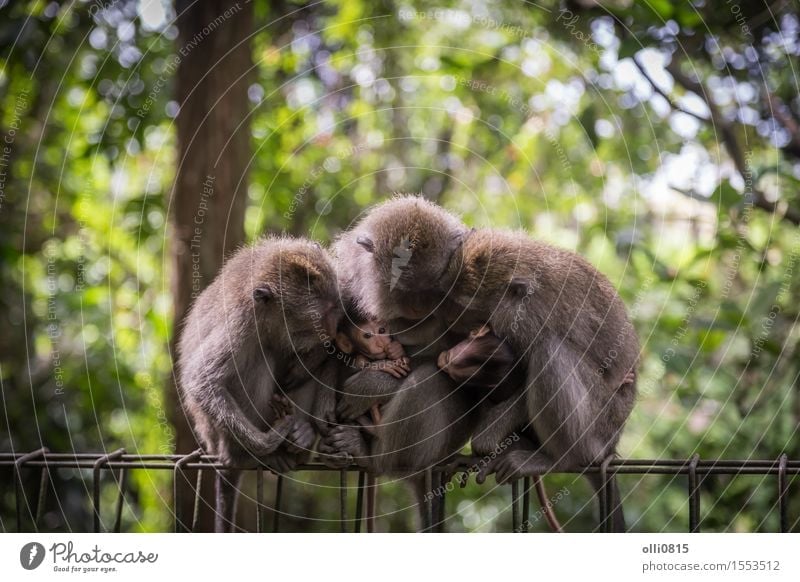 Affe Familie Kind Natur Tier Baum Wald Urwald Tiergruppe Liebe sitzen niedlich wild grau Schutz Menschenaffen Asien Bali seltsam Ausdruck Indonesien Makake