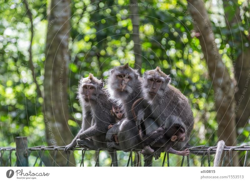 Affe Familie Natur Tier Wald Urwald Ubud Affen Liebe sitzen niedlich wild grau Schutz Menschenaffen Asien Bali seltsam Ausdruck Indonesien Makake Säugetier