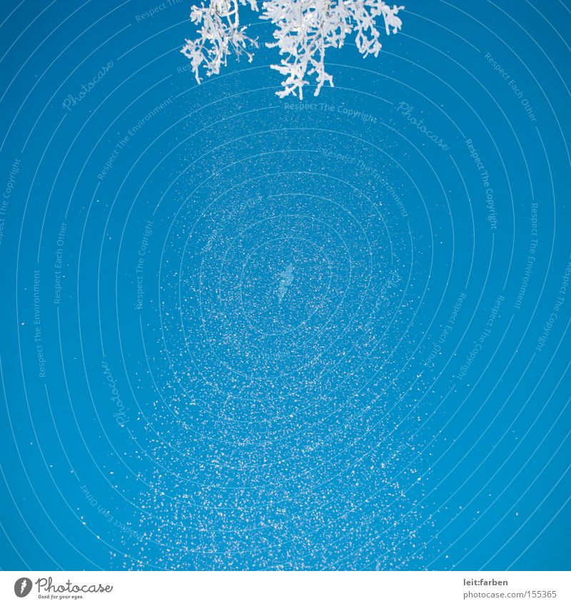 Schnee auf dein Haupt Schneefall Winter kalt Dezember Januar rieseln Ast Himmel Froschperspektive Schneesturm blau weiß