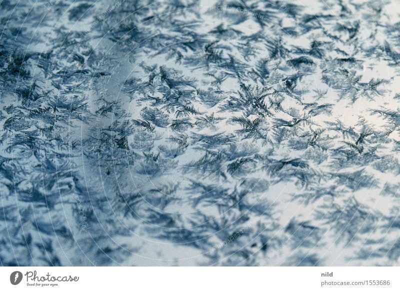 kristallin Umwelt Natur Urelemente Wasser Winter schlechtes Wetter Eis Frost Schnee kalt blau filigran Eiskristall Schneeflocke frieren analog Außenaufnahme