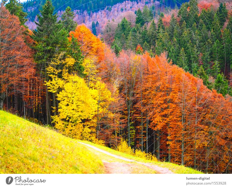 Laubfärbung im Herbst Natur Baum Blatt gelb rot Farbe Schwarzwald ahorn Indian Summer Herbstlaub Farbfoto mehrfarbig Tag
