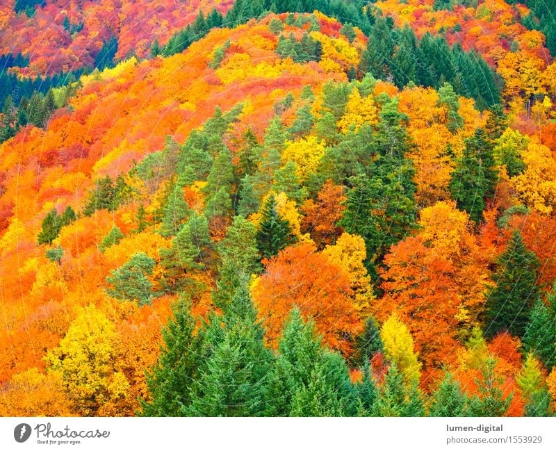 Laubfärbung im Herbst Baum Blatt natürlich gelb rot Farbe Ferien & Urlaub & Reisen Schwarzwald Indian Summer Herbstlaub Wald Ahorn mehrfarbig Tag