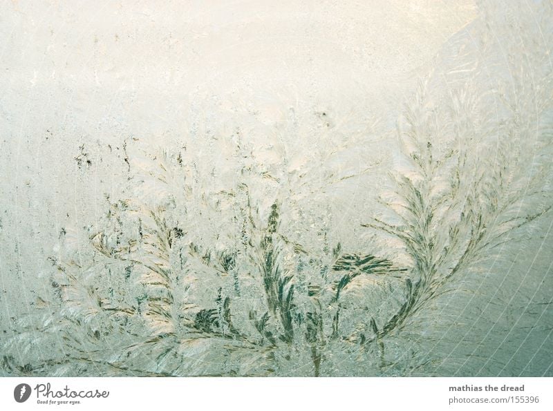 EISBLUMEN Eisblumen Schnee Winter Fensterscheibe Scheibe Glas kalt gefroren feucht schön Kristallstrukturen Kristalle Schneekönigin Frost frieren