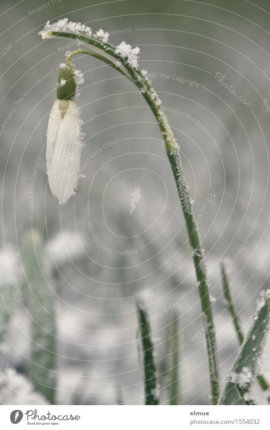 Vorfrühlingsgeläut Frühling Eis Frost Schnee Blume Schneeglöckchen Wiese Glocke Glockenspiel Geläut Blühend Wachstum elegant dünn weiß Glück Lebensfreude