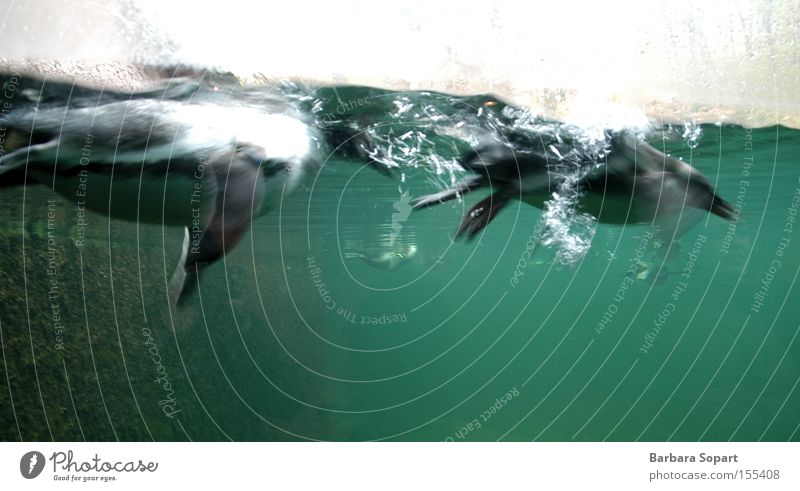 lächeln und winken Pinguin Wasser 2 Luftblase blau grün Tier Schwimmen & Baden