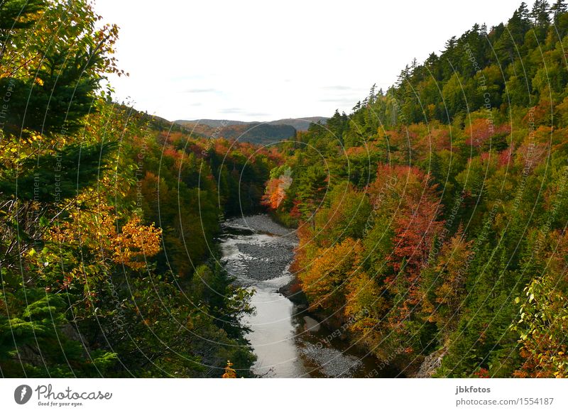 Herbstlaub Umwelt Natur Landschaft Pflanze Baum Kraft Stimmung Cape Breton Island  Indian Summer Farbe mehrfarbig Wald Schlucht Bach Fluss