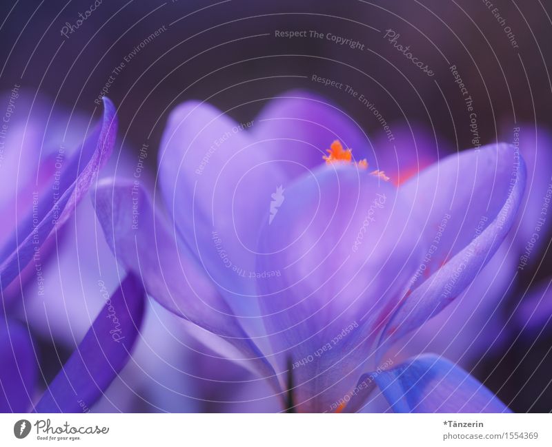 Frühling! Natur Pflanze Schönes Wetter Blume Krokusse ästhetisch natürlich schön blau violett orange Farbfoto mehrfarbig Außenaufnahme Makroaufnahme