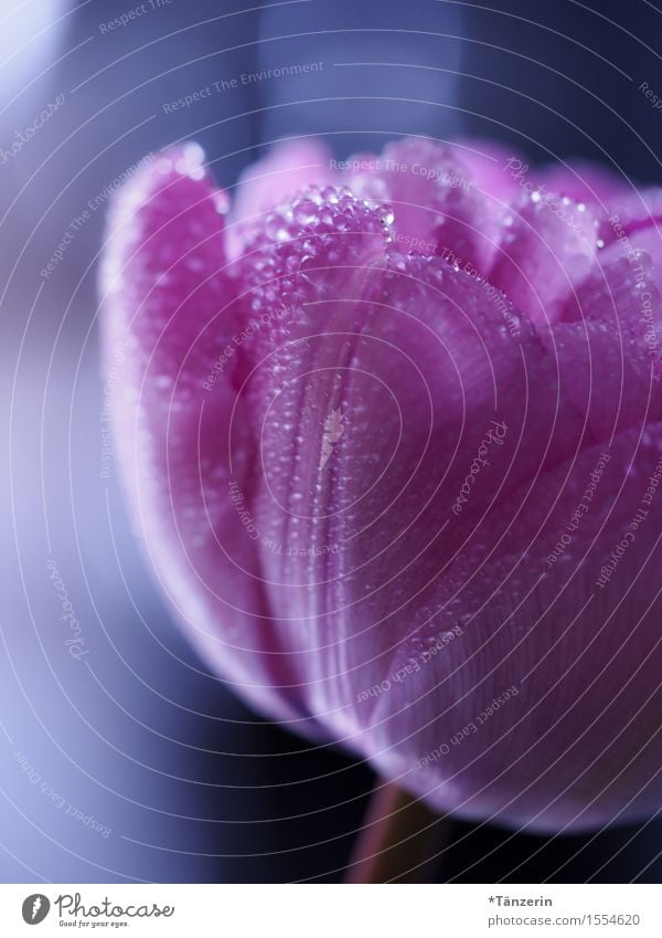 Frühling! Natur Pflanze Wassertropfen Schönes Wetter Tulpe ästhetisch nass natürlich schön violett rosa Leben Farbfoto mehrfarbig Außenaufnahme Makroaufnahme