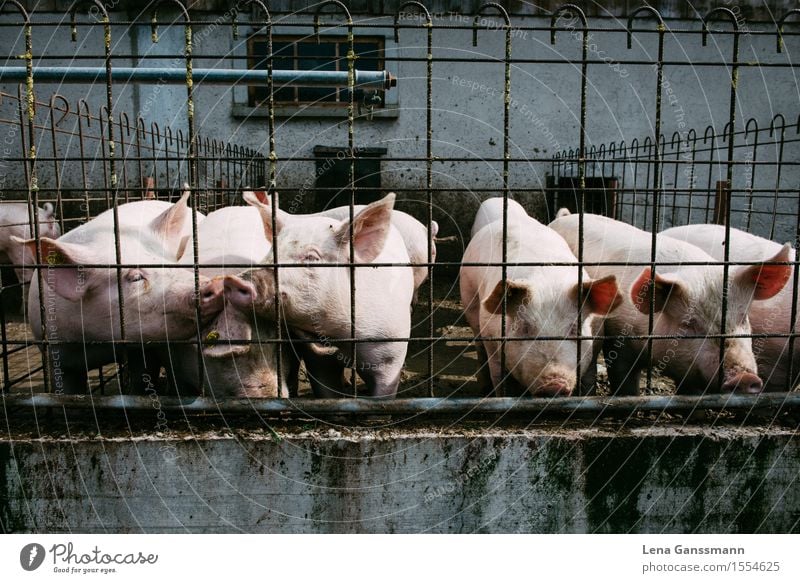 Schweine Lebensmittel Fleisch Ferien & Urlaub & Reisen Tourismus Sommer Landwirtschaft Forstwirtschaft Schweiz Bauernhof Mauer Wand Zaun Tier Nutztier