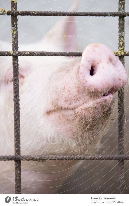 Schwein scheint glücklich Fleisch Wurstwaren Vegetarische Ernährung Tier Nutztier Hausschwein 1 Metall Duft genießen Lächeln leuchten Glück Klischee rosa