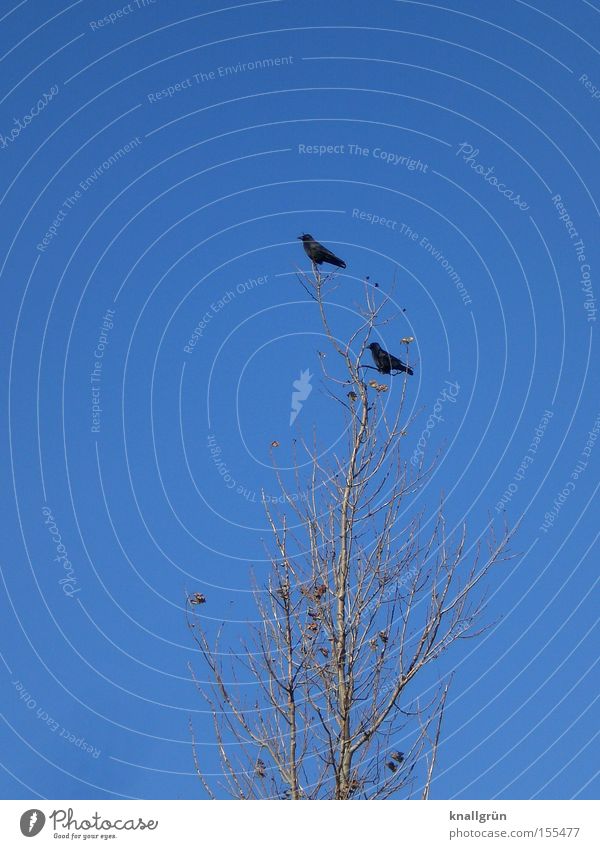 Im Westen nichts Neues Winter 2 Vogel Baum Krähe Rabenvögel blau Himmel sitzen Richtung Tier