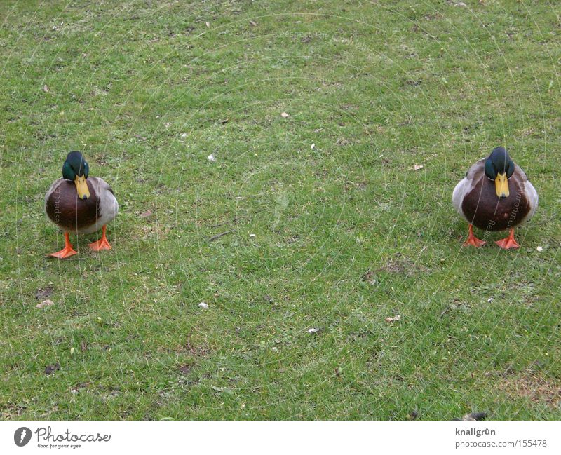 Twins Ente Stockente Wiese grün watscheln 2 Rasen Gras Tier Vogel Federvieh