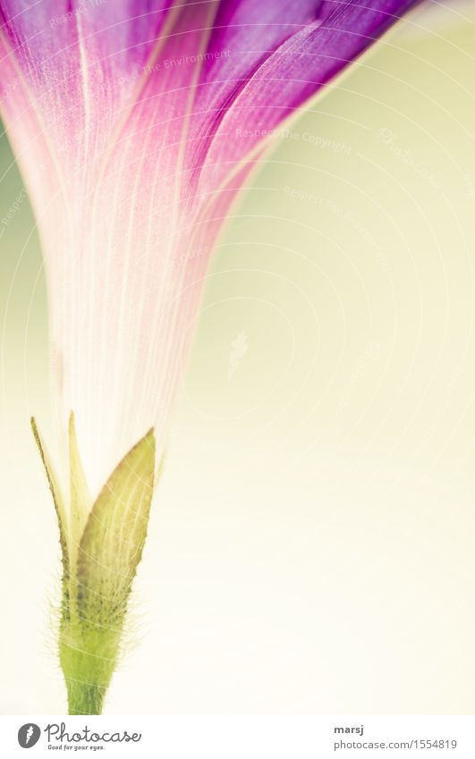 Fein strukturiert Pflanze Frühling Blume Blüte Winde Blütenkelch leuchten natürlich mehrfarbig Frühlingsgefühle Vorfreude Gelassenheit ruhig elegant Hoffnung
