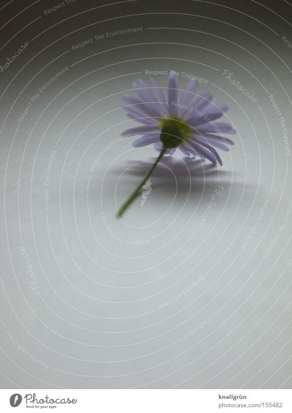 Abgeschnitten Blume Pflanze Gänseblümchen violett grau Stengel Schatten Vergänglichkeit schön Lila Gänseblümchen