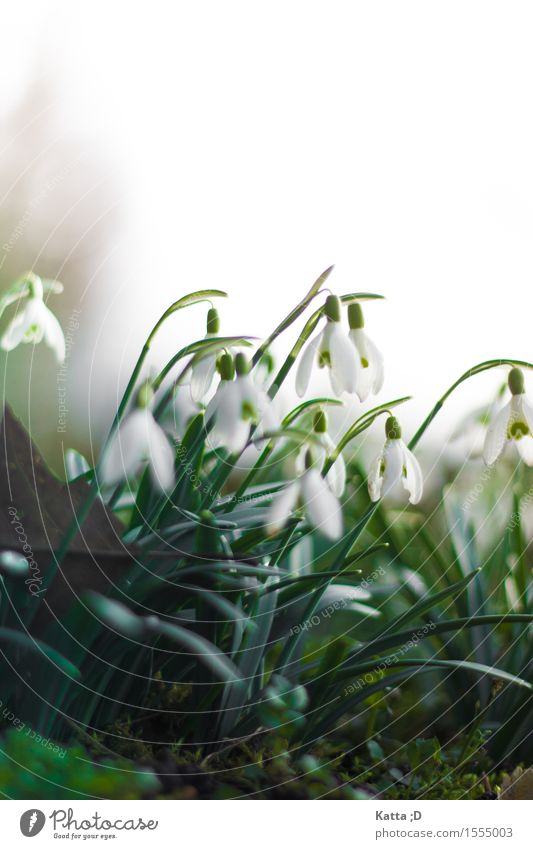 Schneeglöckchen.02 Natur Pflanze Frühling Blume frisch grün Blühend Farbfoto Außenaufnahme Detailaufnahme Textfreiraum oben Froschperspektive