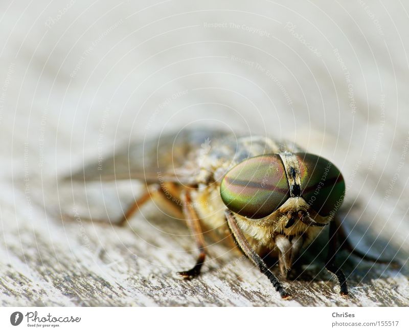 Männliche Bremse (Tabanus bromius)_03 Zweiflügler Insekt Blut Tier Fliege Stechmücke saugen Auge Facettenauge Angst Panik Makroaufnahme Nahaufnahme