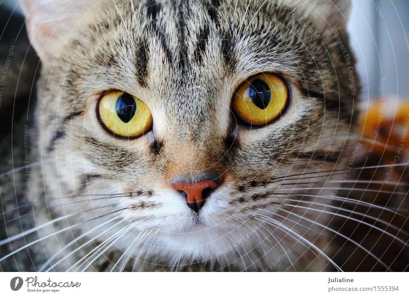 Katze Gesicht mit Gelb Augen Auto Sonnenschutz für