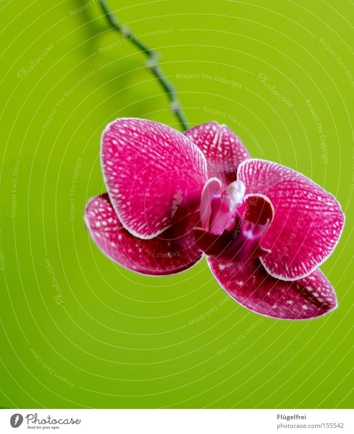 kontrastreich exotisch Umwelt Natur Pflanze Blume Orchidee Blüte Wachstum grün rosa Stengel mehrfarbig Kontrast