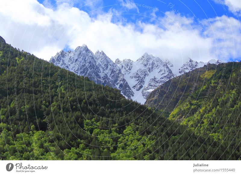 Landschaft mit Kaukasus Schnee Berge u. Gebirge Natur Baum Blatt Wald Hügel Felsen Gipfel Gletscher Stein wild grün weiß Dombai Altimeter Klippe Europa Höhe Eis