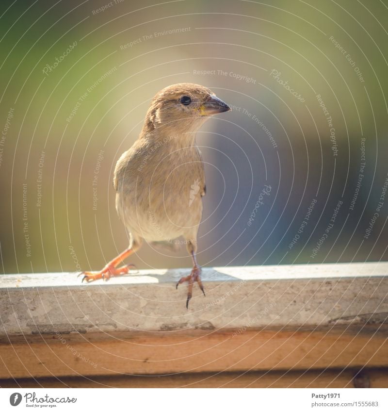 Spatz Wildtier Vogel Sperlingsvögel 1 Tier Blick natürlich Neugier feminin braun Interesse Natur Farbfoto Außenaufnahme Menschenleer Textfreiraum rechts Tag