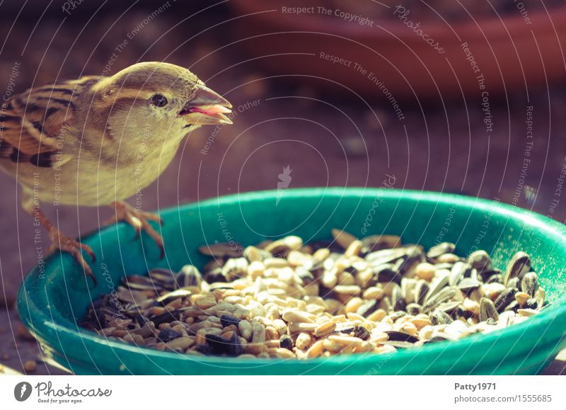 Spatz Wildtier Vogel Sperlingsvögel 1 Tier Fressen füttern braun Natur Farbfoto Außenaufnahme Menschenleer Tag
