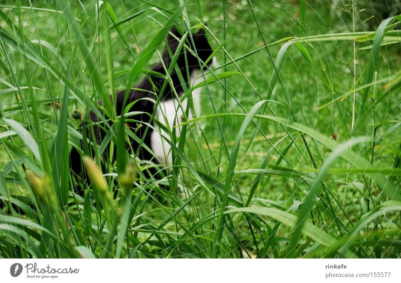auf der Lauer Wiese grün Katze lau Jagd Gras Halm Hauskatze Detailaufnahme Säugetier