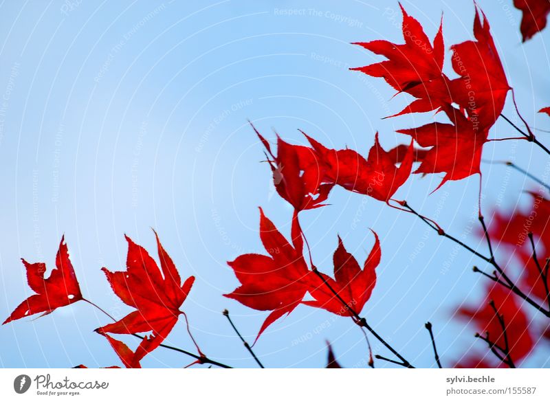 autumn I Freiheit Natur Pflanze Himmel Herbst Baum Blatt dehydrieren alt schön blau rot Vergänglichkeit Ast zart Jahreszeiten emporragend filigran Farbfoto