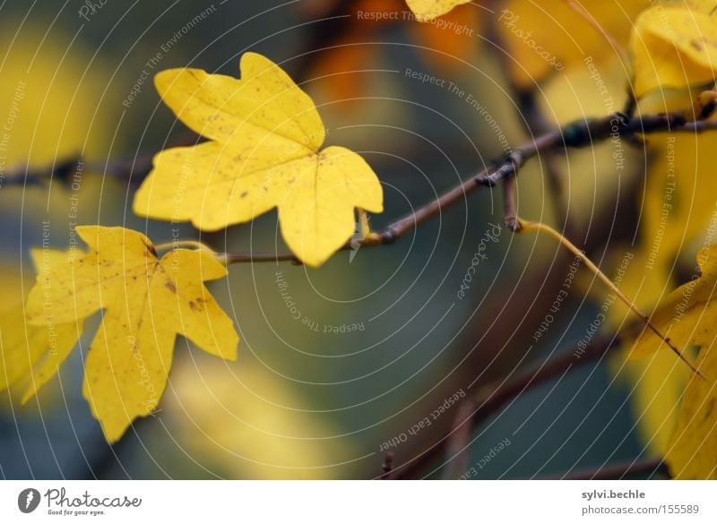 autumn III schön Natur Pflanze Herbst Baum Blatt festhalten dehydrieren Wachstum braun gelb Vergänglichkeit Wandel & Veränderung Ast Zweig zart Jahreszeiten 2