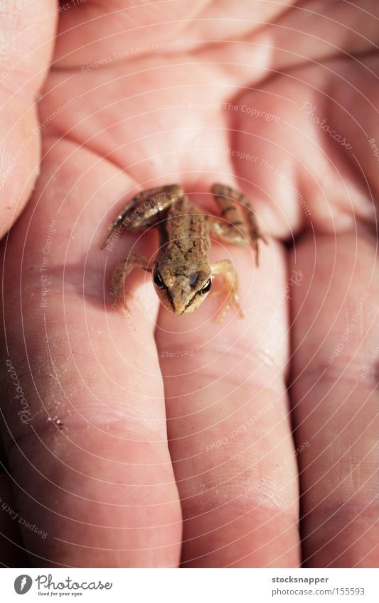 Frosch Froschlurche Tier Hand Handfläche sitzen klein winzig ambhibisch