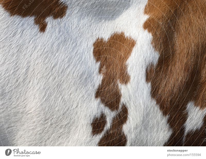 Kuh Säugetier Tier weiß braun Seite Haut pelzig Textur Hintergrundbild