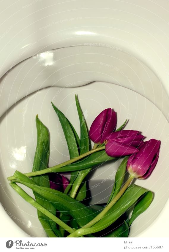Lila Tulpen auf der Toilette in der Kloschüssel Blume pflanzlich Natur Kot Duft Frühling weiß weggeworfen Trennung Wut Vegan vegetarische Ernährung