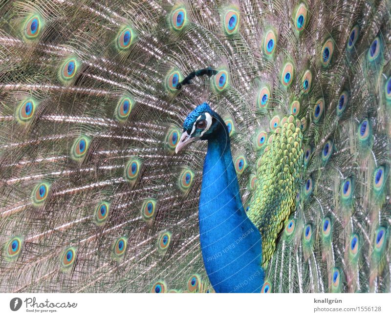 Poser Tier Pfau 1 Brunft schön blau grün Pfauenfeder Vogel Farbfoto Außenaufnahme Menschenleer