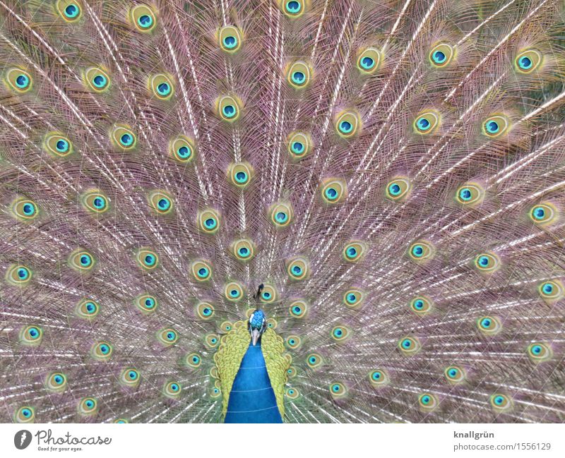 Riesenrad Tier Vogel Pfau 1 Brunft schön Tagpfauenauge Pfauenfeder Farbfoto Außenaufnahme Menschenleer
