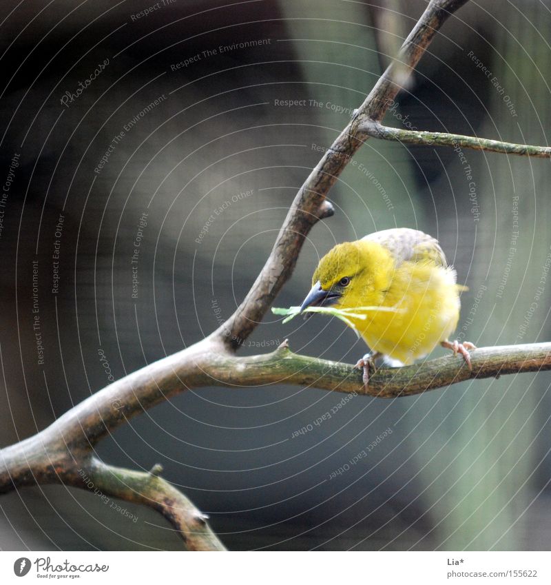 Sammler Luftverkehr Vogel Sammlung gelb Ast Zweig Quadrat Nestbau Feder Schnabel Farbfoto Außenaufnahme