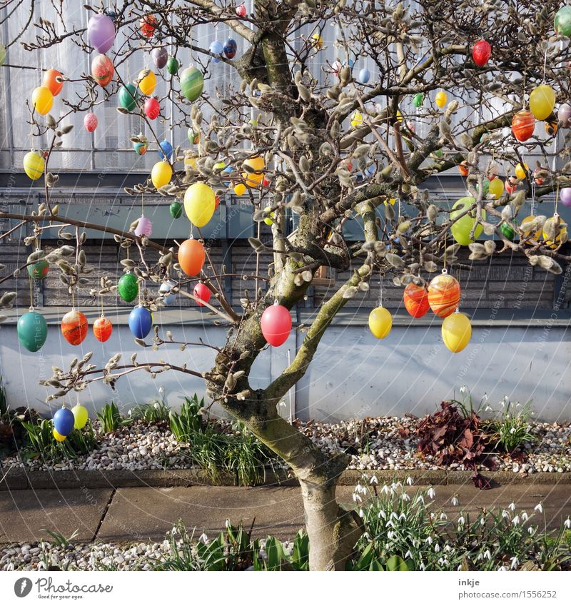 alles muss raus! Lifestyle Stil Häusliches Leben Garten Dekoration & Verzierung Ostern Frühling Schönes Wetter Baum Magnolienbaum Osterei Kunststoff hängen