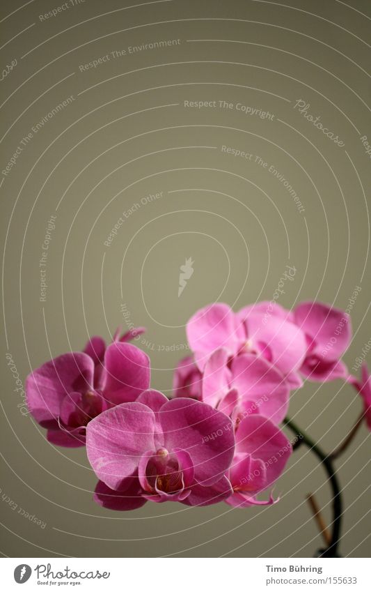 Pink Panther 2 Orchidee Pflanze rosa grau Innenaufnahme Blume Gefühle Nahaufnahme