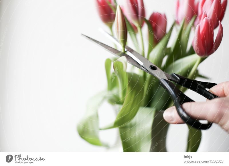 Schnittblume Lifestyle Stil Hand Frühling Blume Tulpe Blumenstrauß Schere Blühend bedrohlich schön Gefühle Stimmung Überleben Vergänglichkeit grausam