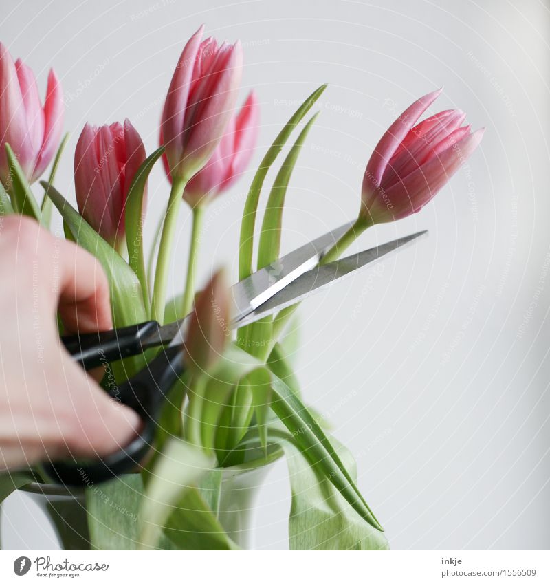 Schnittblumen Lifestyle Stil Dekoration & Verzierung Hand Frühling Blume Tulpe Blumenstrauß Schere Blühend rosa Überleben Vergänglichkeit abschneiden zerstören
