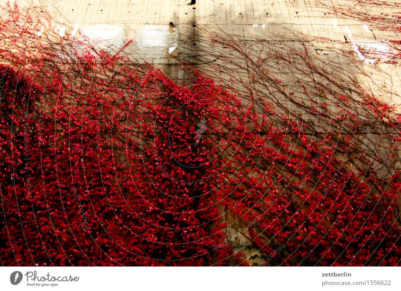 Herbst Herbstlaub Blatt Wein Rotwein rot Haus Fassade Ranke Kletterpflanzen Pflanze hausbegrünung Sauerstoff ökologisch Jahreszeiten Stadt Stadtleben Beton