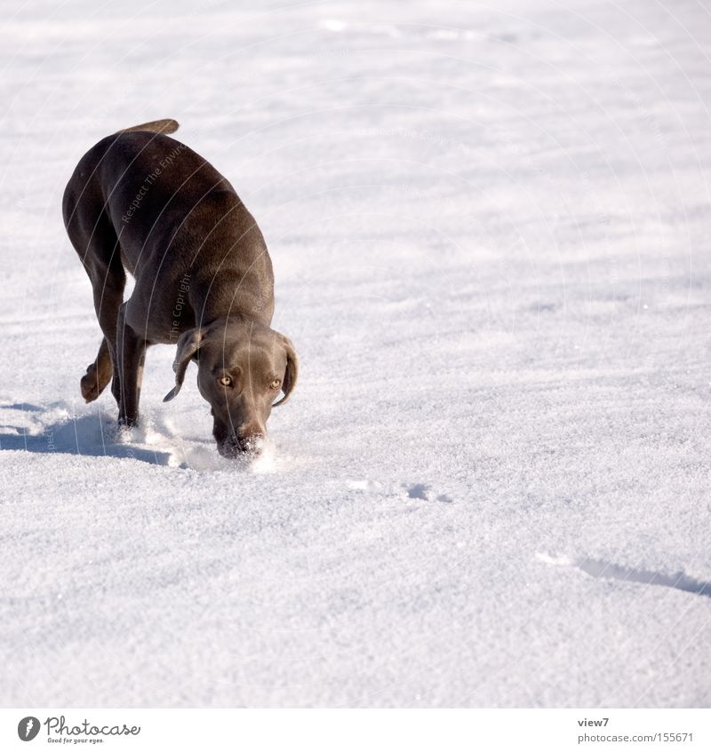 Suchhund Winter Schnee Schönes Wetter Tier Hund Bewegung laufen rennen elegant Freizeit & Hobby Suche Geruch Weimaraner Schneedecke Säugetier Nase Jagdhund