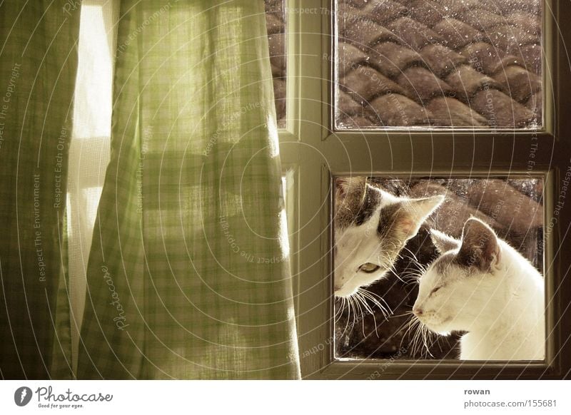 am küchenfenster Katze Katzenbaby Fenster Vorhang Landleben Bauernhof ländlich 2 Zusammensein Blick Säugetier Doppelbelichtung Fensterplatz Fensterblick Neugier