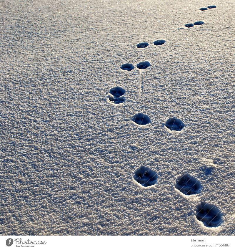 Auf und davon Spuren Pfote Fußspur Hund Schnee kalt Winter weiß Einsamkeit Natur Wildtier wild Eis Bogen Wege & Pfade Richtung Säugetier