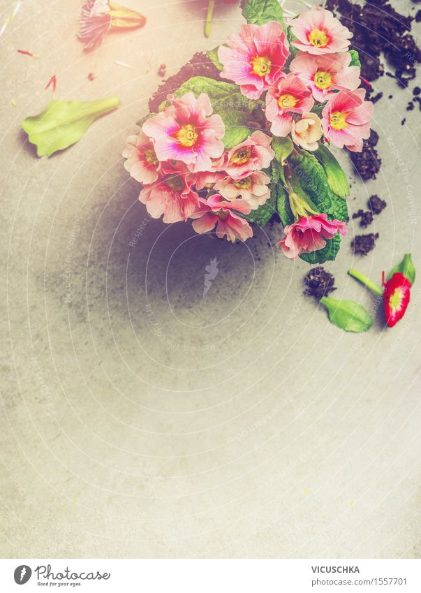 Primrose auf Stein Hintergrund Stil Freizeit & Hobby Sommer Garten Dekoration & Verzierung Tisch Natur Pflanze Blume Blatt Blüte Blühend gelb rosa Design