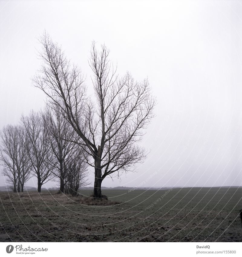 trist Baum Weide Wiese Winter Dezember Einsamkeit kalt Ferne Nebel schlechtes Wetter Vergänglichkeit Yashica Traurigkeit
