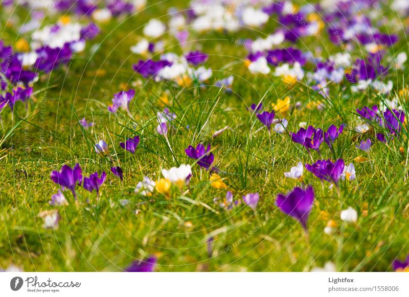 Krokus Nuss Feste & Feiern Muttertag Ostern Jahrmarkt Taufe Umwelt Natur Pflanze Sonnenlicht alt berühren gelb violett weiß Vertrauen Warmherzigkeit